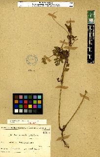 spécimen de Erodium sp.