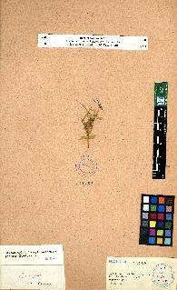 spécimen de Erodium sp.