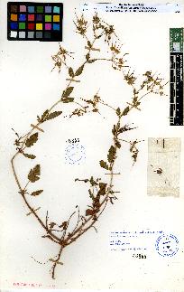 spécimen de Erodium sp.