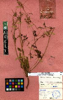 spécimen de Erodium sp.