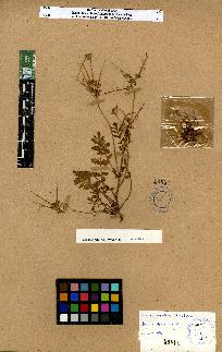 spécimen de Erodium sp.