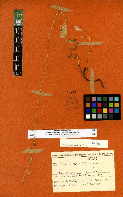 spécimen de Silene sp.