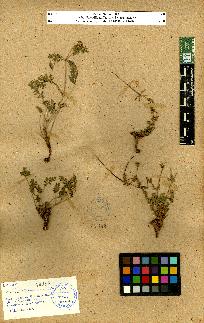 spécimen de Erodium sp.