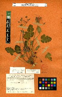 spécimen de Erodium sp.