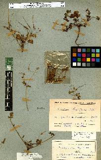 spécimen de Erodium sp.