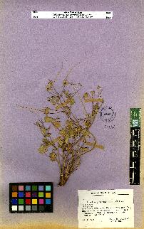 spécimen de Erodium sp.