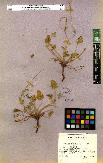 spécimen de Erodium sp.