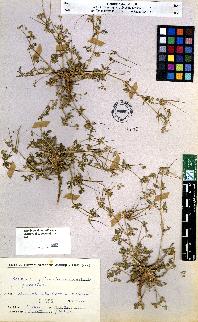 spécimen de Erodium sp.