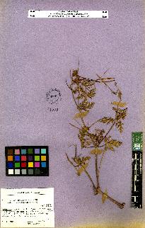 spécimen de Erodium sp.