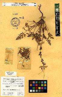 spécimen de Erodium sp.