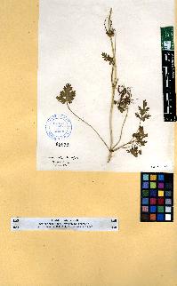 spécimen de Erodium sp.