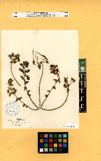 spécimen de Erodium sp.