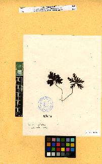 spécimen de Geranium sp.