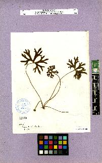 spécimen de Geranium sp.