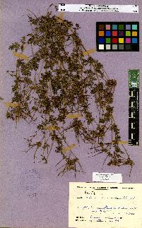 spécimen de Erodium sp.