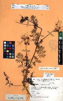 spécimen de Erodium sp.