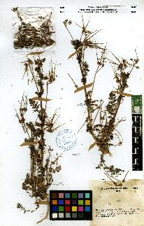 spécimen de Erodium sp.