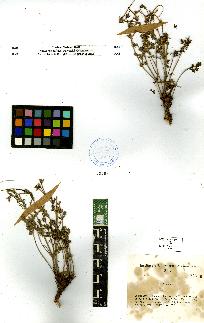 spécimen de Erodium sp.