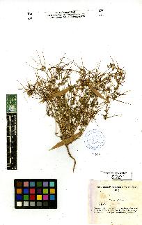 spécimen de Erodium sp.