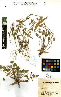 spécimen de Erodium sp.