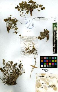 spécimen de Erodium sp.