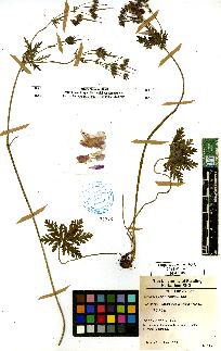 spécimen de Geranium sp.