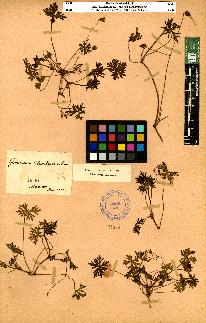 spécimen de Geranium sp.