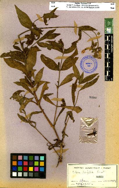 spécimen de Silene sp.