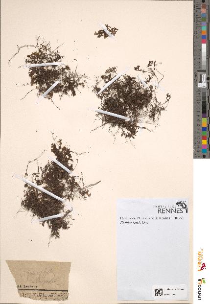 spécimen de Hymenophyllum sp.