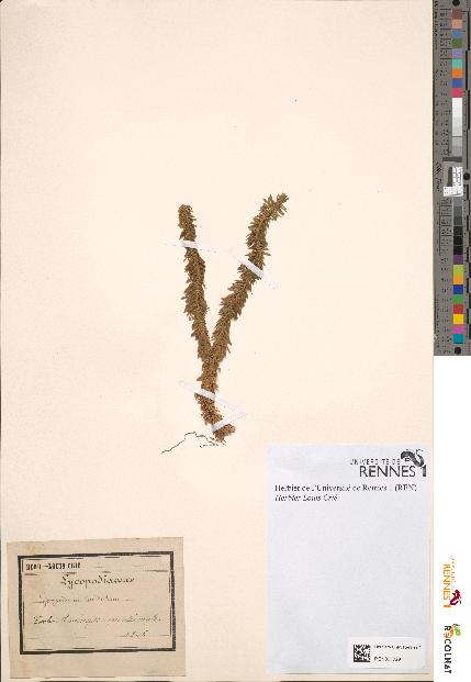 spécimen de Lycopodium lucidulum