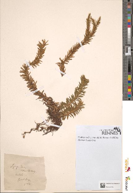 spécimen de Lycopodium struthioloides