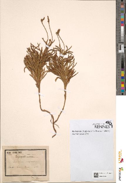 spécimen de Lycopodium complanatum