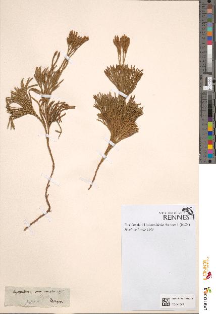 spécimen de Lycopodium complanatum