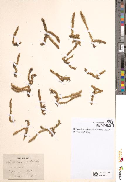 spécimen de Lycopodium inundatum