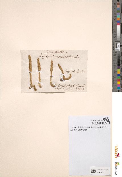 spécimen de Lycopodium inundatum
