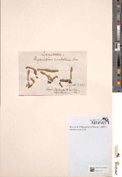 spécimen de Lycopodium inundatum