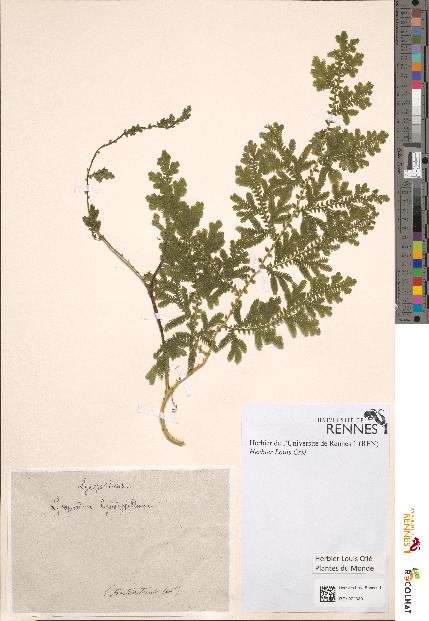 spécimen de Lycopodium lepidophyllum