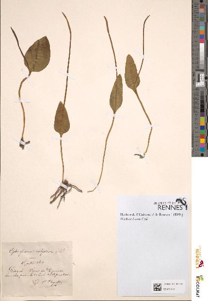 spécimen de Ophioglossum vulgatum