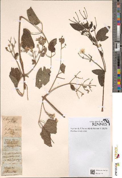spécimen de Clematis vitalba