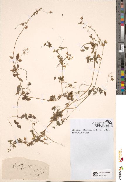 spécimen de Corydalis claviculata