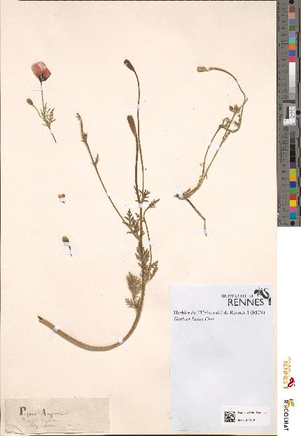 spécimen de Papaver argemone