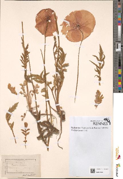 spécimen de Papaver rhoeas