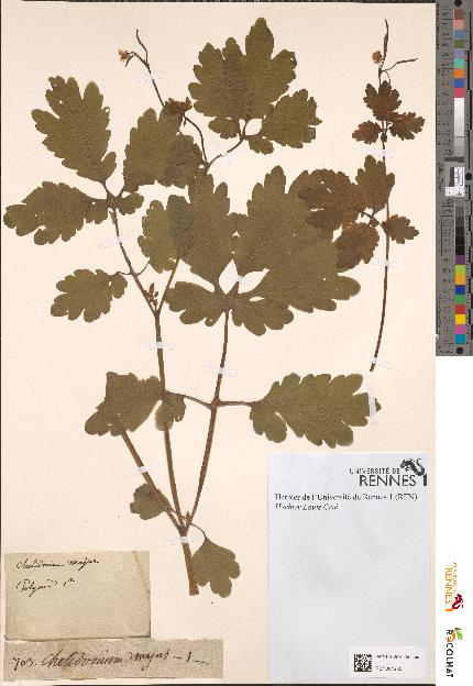 spécimen de Chelidonium majus