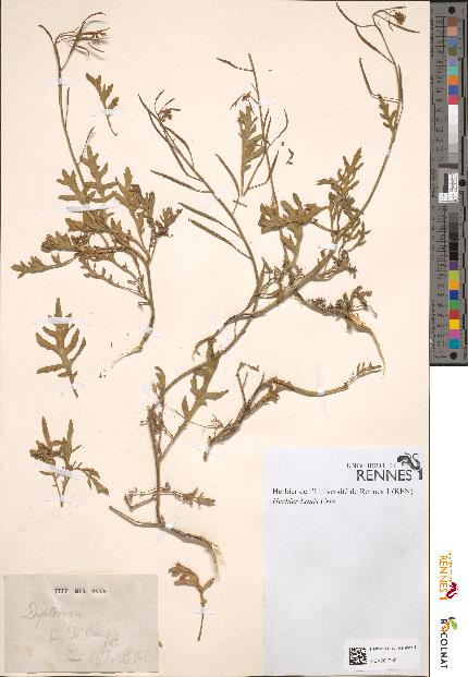 spécimen de Diplotaxis sp.