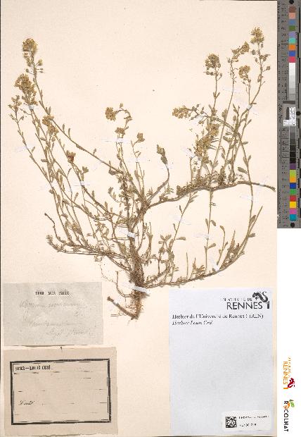 spécimen de Alyssum montanum