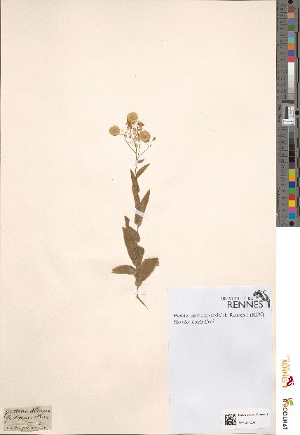 spécimen de Peltaria alliacea