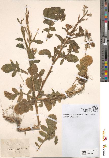 spécimen de Eruca sativa