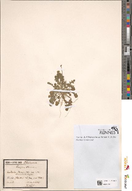 spécimen de Teesdalia iberis
