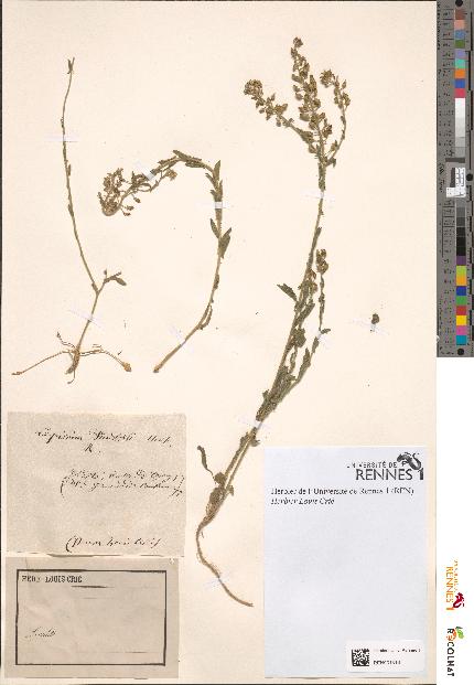 spécimen de Lepidium smithii