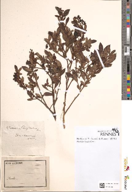 spécimen de Vaccinium pensylvanicum
